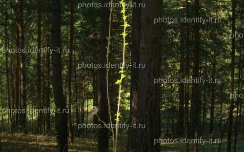 Молодое деревце в сосновом лесу
