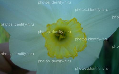 Белые с жёлтым цветы 5