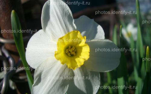 Белые с жёлтым цветы 4
