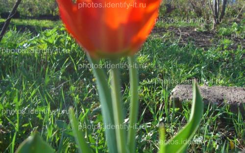 Цветок красного тюльпана 13