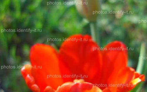 Цветок красного тюльпана 8