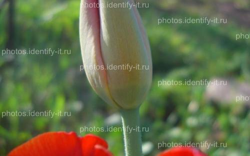 Цветок красного тюльпана 11