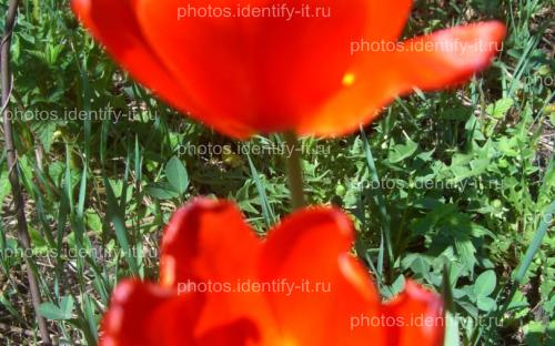 Цветок красного тюльпана 7