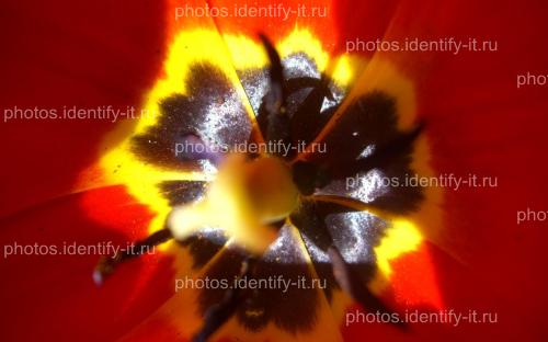 Цветок красного тюльпана 4