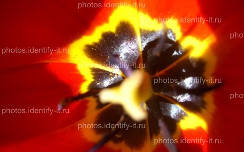Цветок красного тюльпана 5