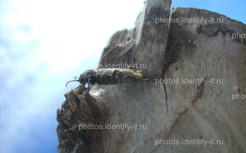 Серый жук на коре дерева 3