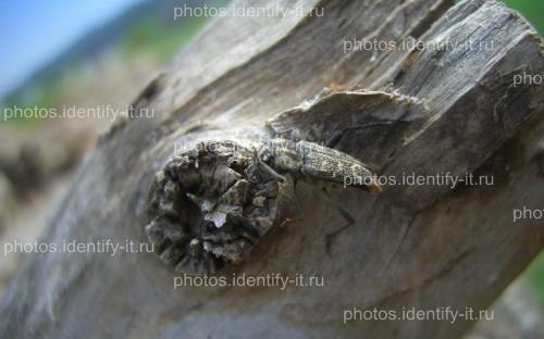 Серый жук на коре дерева