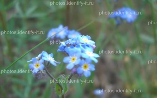 Ярко-голубые цветочки 2
