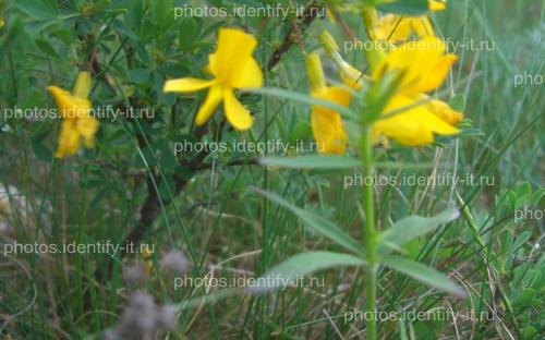 Желтые цветы кустарника 3