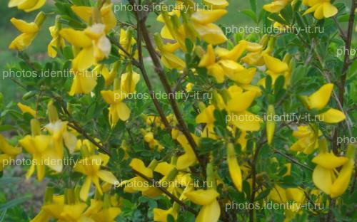 Желтые цветы кустарника