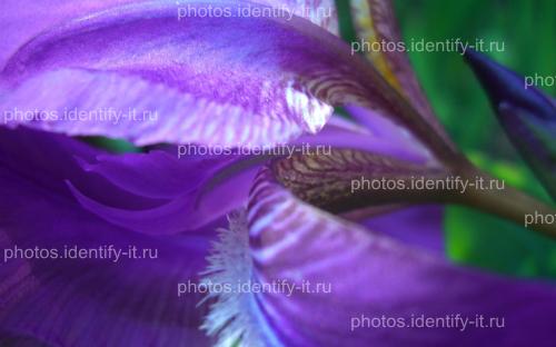 Фиолетовый цветок 6