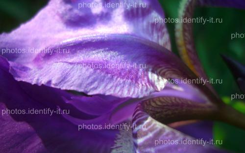 Фиолетовый цветок 5