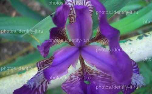 Фиолетовый цветок 2