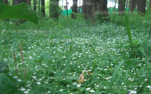 Белые цветочки в лесу на поляне 3