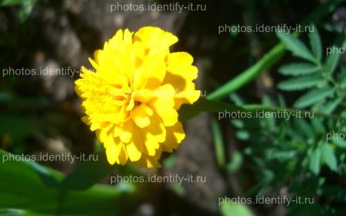 Жёлтые цветочки 15