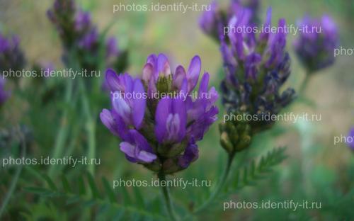 Фиолетовый лесной цветок 14
