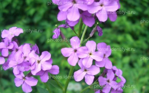 Фиолетовый лесной цветок 15