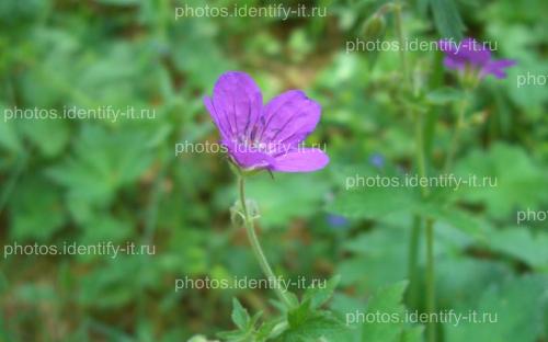 Фиолетовый лесной цветок 9