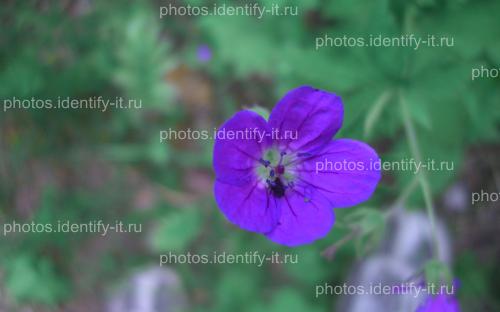 Фиолетовый лесной цветок 3