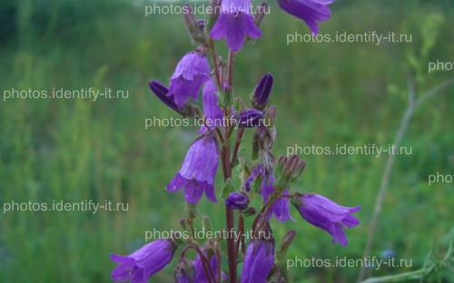 Фиолетовый лесной цветок 4