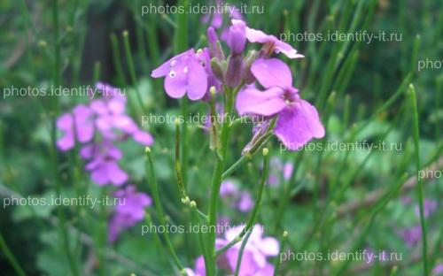 Фиолетовый лесной цветок 5