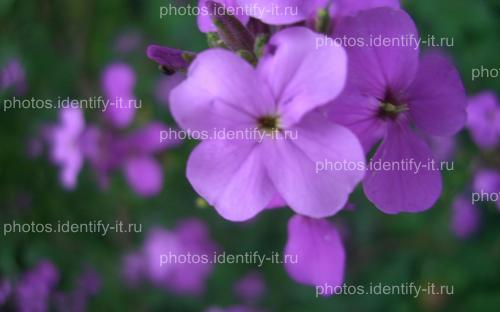 Фиолетовый лесной цветок 8