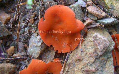 Оранжево-красные грибы 4