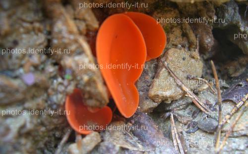 Оранжево-красные грибы 3
