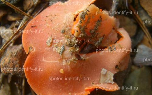 Оранжево-красные грибы
