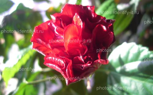 Цветок красной розы 4
