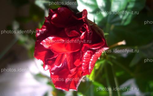 Цветок красной розы 3