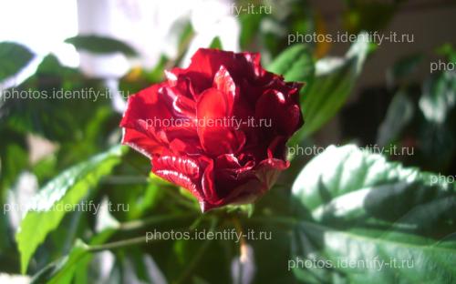 Цветок красной розы