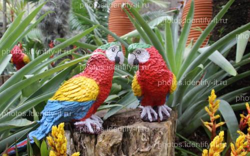 Декоративный сад попугаи Таиланд