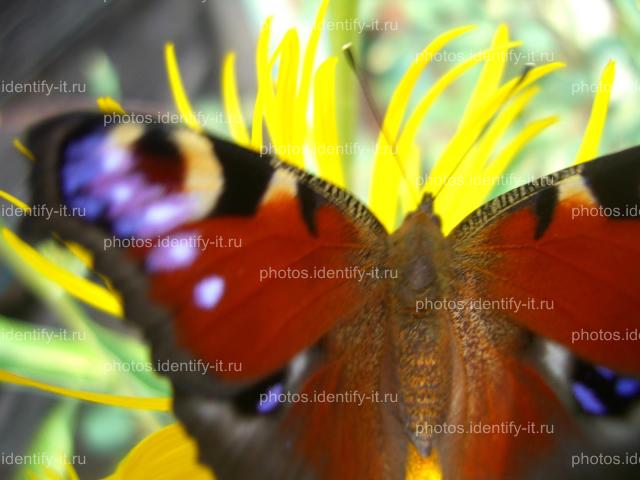 Красивая разноцветная бабочка на жёлтом цветке