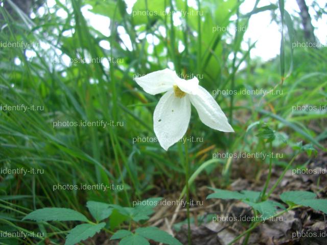 Белый одиночный лесной цветок цветет в июне