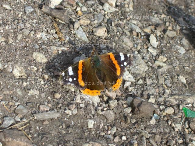Оранжево-серо-коричневая бабочка на камнях
