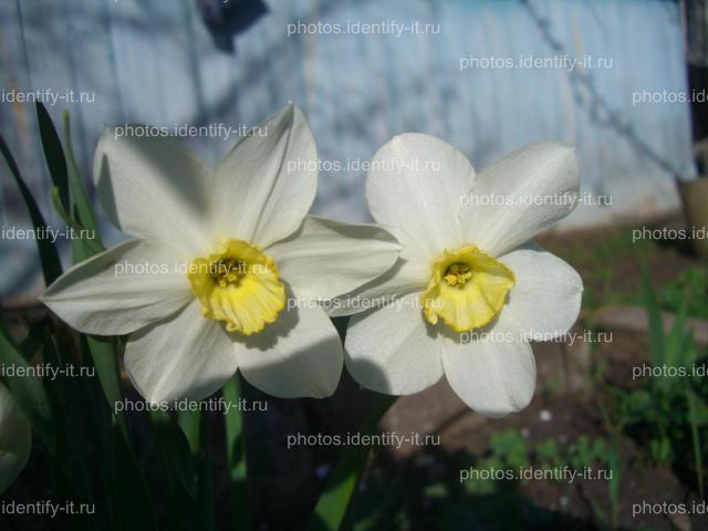 Белые с жёлтым цветы