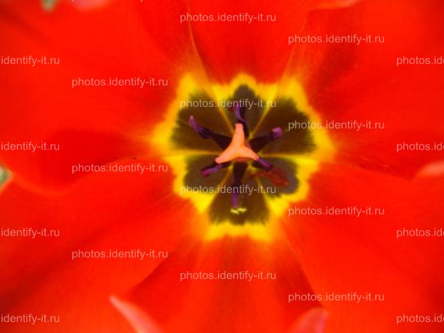 Цветок красного тюльпана