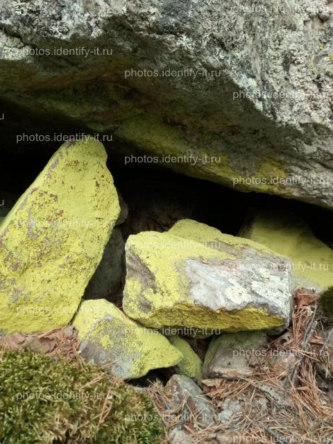 Ярко-зеленый лишайник на камнях