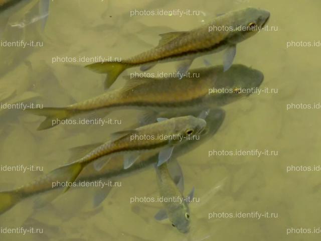 Рыбы в естественном водоеме в прозрачной воде Таиланд