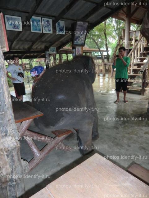 Слон садится попой на скамейку Таиланд