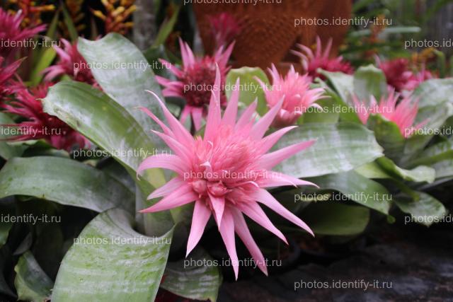 Декоративный сад цветы Таиланд