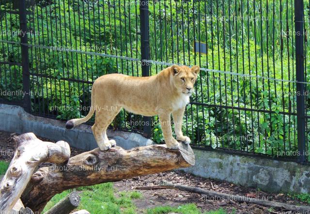 Львица в вольере зоопарка.