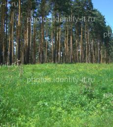 Пейзаж поляна сосновый лес летом 3