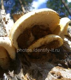 Светлые грибы на дереве 4