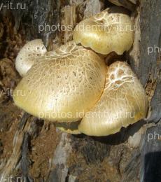 Светлые грибы на дереве