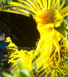 Красивая разноцветная бабочка на жёлтом цветке 6