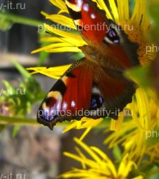 Красивая разноцветная бабочка на жёлтом цветке 5