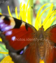 Красивая разноцветная бабочка на жёлтом цветке