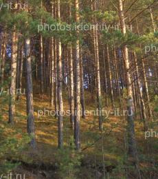 Сосновый лес освещенный солнцем осень 5